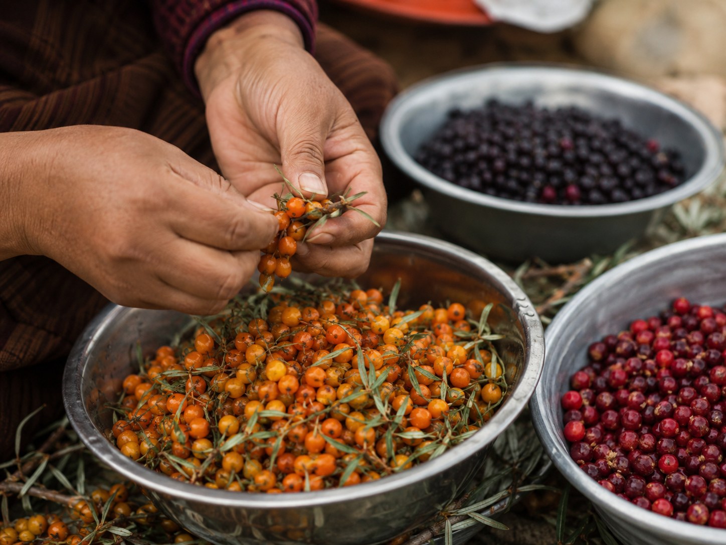 Seabuckthorn & Wild Berry Cluster