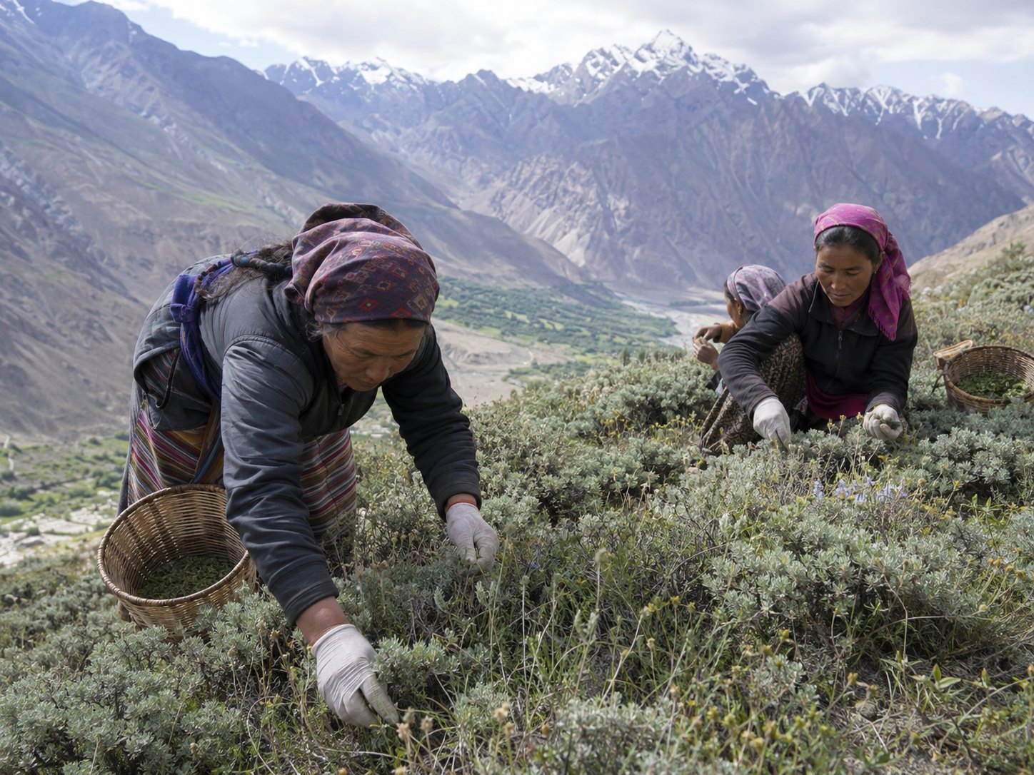 Himalayan Herbal Infusion Cluster